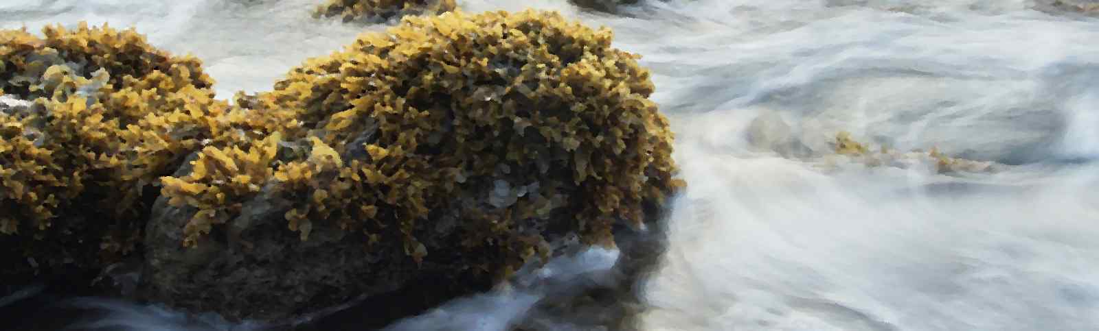 Wakame: The Slimy Seaweed That Will Slim Your Waistline!